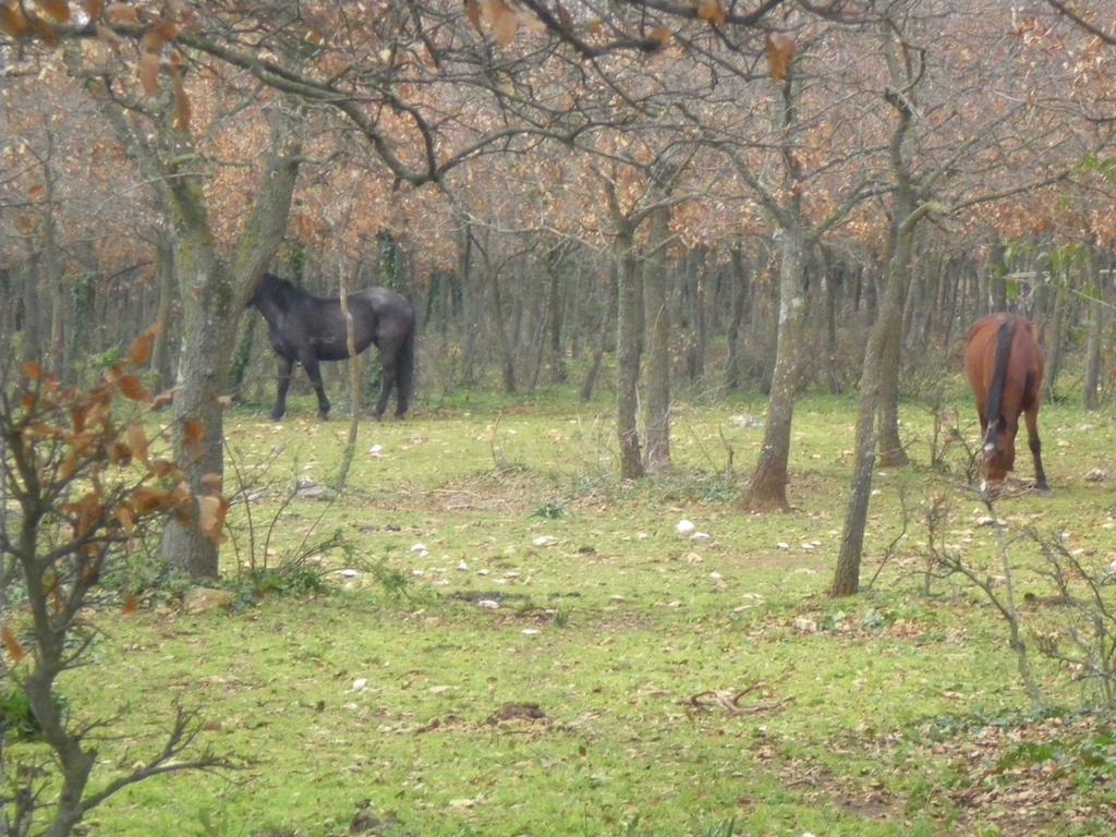 B&B Valle D'Itria Martina Franca Dış mekan fotoğraf